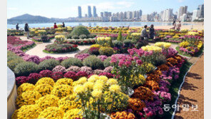 광안리해변 국화꽃 단지