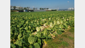 “먹을거리 다 오르고 수급도 불안”…정부 “김장 채소 공급 확대할 것”