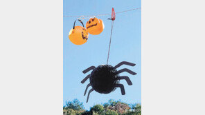 [고양이 눈]“나도 같이 놀자”