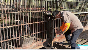 농장주 구속에 남겨진 반달가슴곰…한강청 95마리 긴급 보호 나서