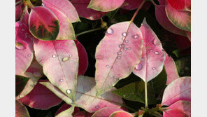 [날씨]수도권·영서 5㎜ 안팎 비…일교차 최대 15도 주의