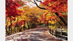 “울긋불긋 단풍, 자네 왔는가”…서울 명소 96곳 어디?