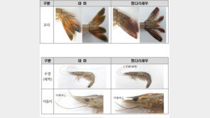 가을철 별미 대하·흰다리새우, 꼬리로 구별하세요