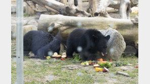 “곰 사육 지속되면 안돼”…반달곰 불법증식 금지 첫 발 뗐다