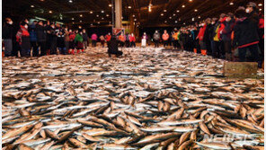 “우리나라 전 해역 서식 고등어는 모두 같은 핏줄”