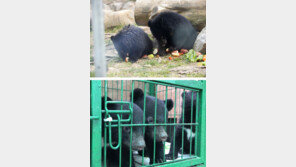우리에 갇힌 사육 반달곰 ‘철창신세’ 벗어난다