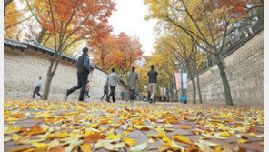 나무도 거리도 가을 타는 중