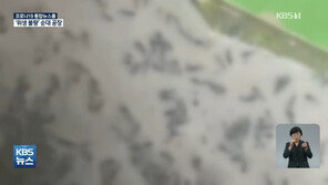 천장선 물 뚝뚝, 찜기 아래엔 벌레들…‘위생 불량’ 순대공장 적발