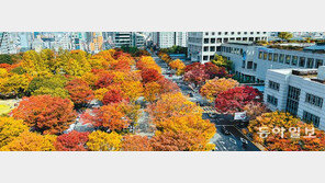 ‘울긋불긋’ 단풍으로 물든 부산시청 녹음광장