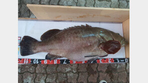 제주서 갯바위 낚시로 31㎏ 대형 다금바리 잡아 ‘화제’