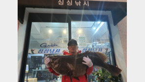 31kg 거대 다금바리 낚았다…“시가 600만 원, 60명이 먹을 양”