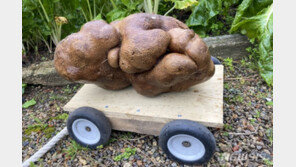 무게만 7.9㎏…뒷마당서 ‘초대형 감자’ 캐낸 부부