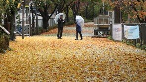 [퇴근길 한 컷]가을비와 낙엽