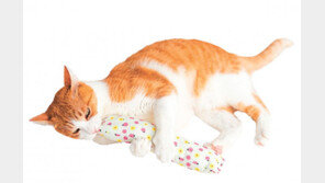 “길고양이 키우다가 친환경 캣닢 재배 시작했죠”