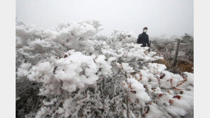 한라산에 첫눈 ‘눈꽃 활짝’