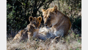 동물들도 코로나 감염, 싱가포르 사파리 사자들 코로나19 양성 확인