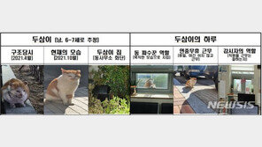 길고양이, 공무원으로 임명되다…앞서가는 대구 두류3동