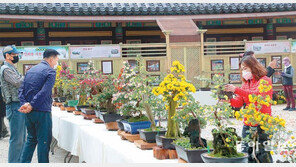 천년고찰 운수사에서 국화축제