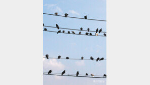 [고양이 눈]위태로운 휴식 장소