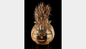 톰 행크스 친구 배구공 ‘윌슨’…3억6000만원에 낙찰