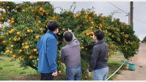 제철 맞은 ‘고흥 유자’ 수확 한창