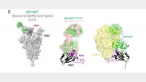 美 연구진, 코로나 모든 변이 차단하는 항체 찾아냈다