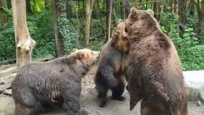 佛 70세 남성 곰에게 습격당해…“멧돼지 사냥 중 벌어진 일”