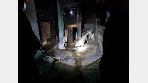 목줄 없이 방치된 개 6마리 주택가 배회 ‘견주 처벌 검토’