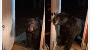 “현관문 닫아주세요” 정중하게 요청하자…美 아기곰 스스로 닫고 나갔다