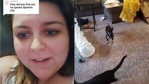 ‘말 안통하는’ 유기견 입양…알고보니 스페인어만 알아들어