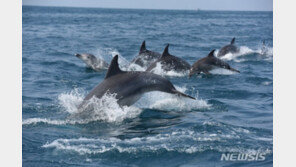 “남방큰돌고래 50m 접근 금지”…해수부, 서식지 보호 대책 추진