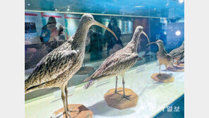 희귀 조류표본 전시