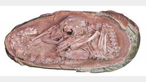“웅크린 자세 그대로”…中서 부화 직전 모습 공룡 화석 발견