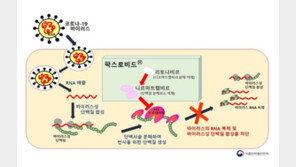 식약처, 화이자 먹는 코로나19 치료제 긴급사용승인