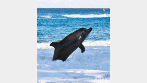 [고양이 눈]나 돌아갈래