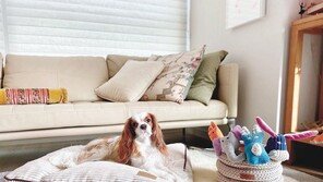 지오하임, 프리미엄 반려동물 장난감-간식 출시 