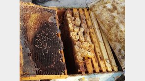 해남서 꿀벌 수백만 마리 폐사·실종…이유도 몰라 ‘발 동동’