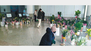 주인 기다리는 축하 화분들