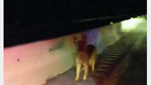 교통사고 당한 주인 목숨 살린 반려견…“고속도로 달려 구조 요청”