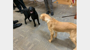 오미크론도 잡아낸다…美매사추세츠 학교에 코로나 탐지견 배치