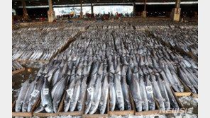 단일 선단 역대 최대인 ‘삼치’ 480t, 20억원 이상에 팔렸다