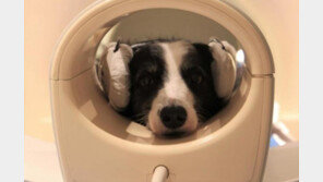 강아지도 외국어 구분한다…“뇌 반응 확연한 차이 보여”