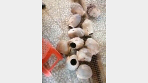 변함없는 탈레반…마네킹 목 떼고 ‘자폭 부대’ 정규군 편성