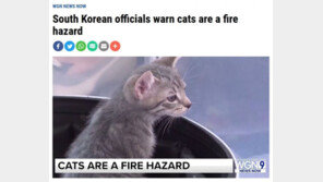 “고양이가 화재 원인” 美언론들, 한국소방 인용해 경고