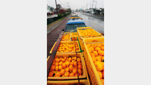 제주감귤 잦은 비로 비상품 늘어 시장 격리 물량 2배로 확대