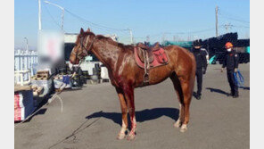 승마장 탈출한 말, 도로 질주하다 차량 2대와 충돌