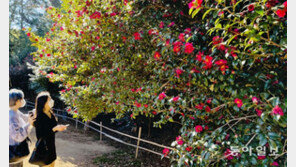 “동백꽃이 활짝 피었습니다”