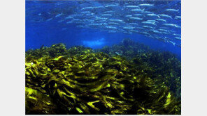 올해 ‘여의도 9배’ 바다숲 만든다…꽃게·참조기·쥐노래미 서식장도 조성