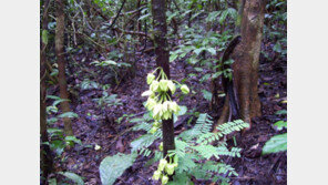 카메룬 희귀 나무에 ‘디캐프리오’ 이름이 붙은 이유는?
