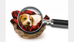 “실종 반려견 찾아준다”며 4000만원 ‘먹튀’…경찰 추적 중